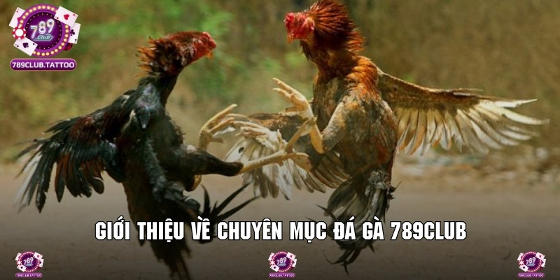 Thông tin chung về chuyên mục đá gà 789Club cực hot