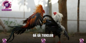 Đá Gà 789Club - Chiến Trường Kinh Điển Với Hơn 3+ Thể Loại